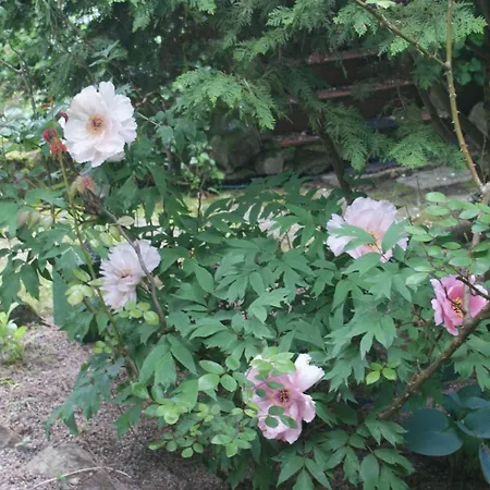 Dorf Stille - Huetten In Den Gaerten Magra -meer * Zakrzewo (Slawno)